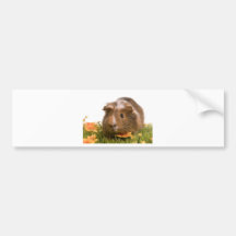 guinea pigs on a lawn adhésif pour voiture