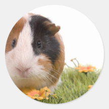 guinea pigs on a lawn autocollant rond
