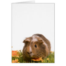 guinea pigs on a lawn carte de vœux