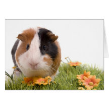 guinea pigs on a lawn carte de vœux