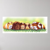 Guinea Pigs Posters