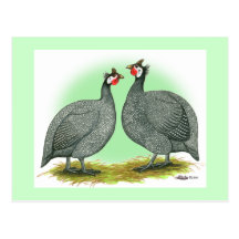 Guineas:  French Postcards