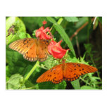 Gulf Fritillary Duo Postcard