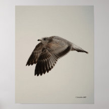 Gull 1 posters