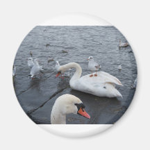 Gull on a Swans back Magnets
