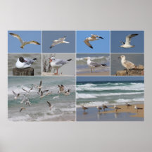 Gulls Collage Posters