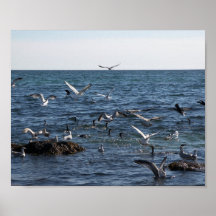 Gulls vs Cormorants 1 Print