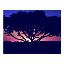 Gum tree, Outback, Australia Post Cards