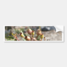 Gumnuts Bumper Sticker