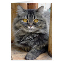 Gypsy Card