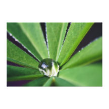 H2O STRETCHED CANVAS PRINTS