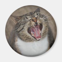 Ha Ha Ha Laughing Cat Magnet