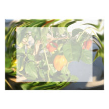 Habanero Peppers on Plant Photo twisted Personalised Invite
