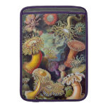 Haeckel Sea Anemone MacBook Air Sleeve