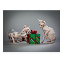 HAIRLESS CAT'S CHRISTMAS POST CARD