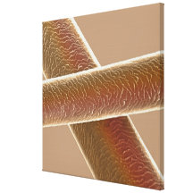 Hairs Gallery Wrapped Canvas