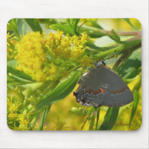 Hairstreak on Goldenrod Mousepad