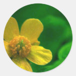 Hairy Buttercup Round Sticker