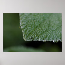hairy-leaf-2012-05-26 poster