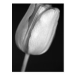 Halftone Tulip Postcards