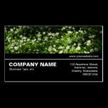 Halfway V3 035 - Wild Garlic business cards