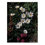 Hall Island wildflowers, Arctic daisy , Lousewort Post Card