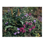 Hall Island wildflowers, Lousewort, Jacobs ladder Post Cards