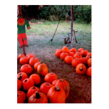Halloween Pumpkin Patch Post Card