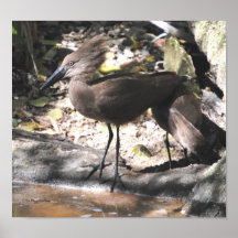 Hamerkop Stork Posters