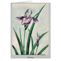 Hana-strobel acornus calamus by Megata Morikaga Greeting Cards