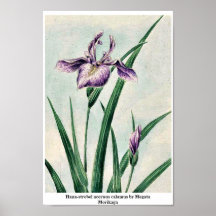 Hana-strobel acornus calamus by Megata Morikaga Print