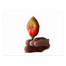 Hand And Hot Habernero Pepper Photograph Postcards