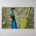 Handsome Peacock Posters