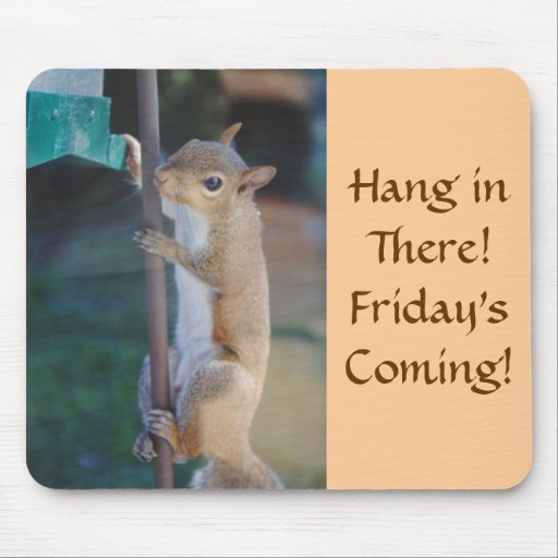 Hang in There, Squirrel on Bird Feeder Mousepads | Zazzle