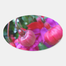 Hanging Fushias Stickers