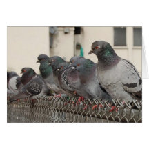 hanging with the boys greeting cards
