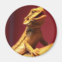 Happy Bearded Dragon Magnet