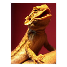 Happy Bearded Dragon Postcard