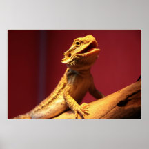Happy Bearded Dragon Print