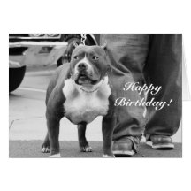 Happy Birthday American Staffordshire Terrier Card