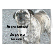 Happy Birthday Bull Dog Greeting Card