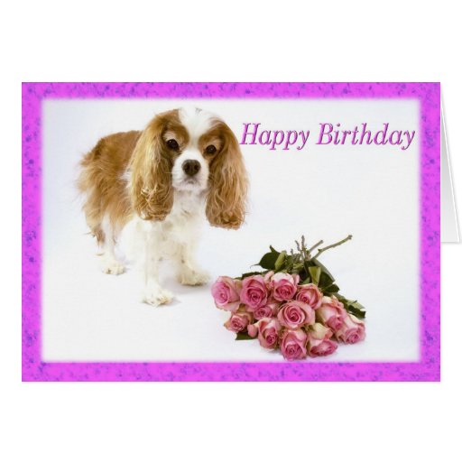 Cavalier King Charles Spaniel Cavalier King Charles Spaniel