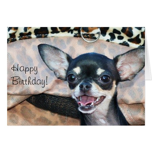 Happy Birthday Chihuahua greeting card Zazzle