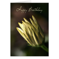 Happy Birthday - Daisy Bud cards
