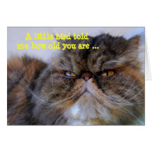 Happy Birthday Humour Calico Persian Kitty Card