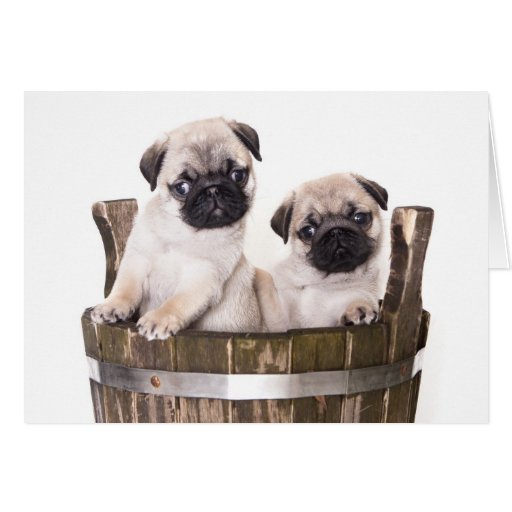 happy birthday pug ecard happy birthday pug puppy greeting card verse zazzle happy birthday pug ecard happy birthday pug puppy greeting card verse zazzle