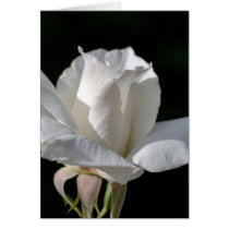 Happy Birthday - White Rose cards