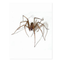 Happy Halloween spider Post Cards