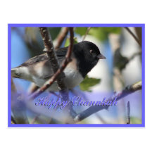happy hanukkah happy chanukah bird junco postcards