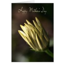 Happy Mother's Day - Daisy Bud cards